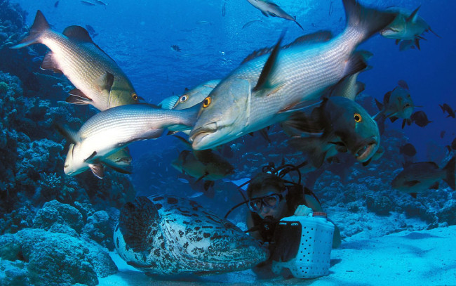 Обои картинки фото животные, рыбы, морское, дно, аквалангист