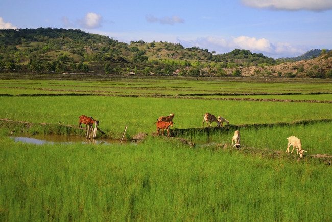 Обои картинки фото животные, козы, вода, поле