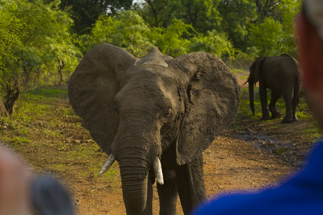 Обои картинки фото животные, слоны, зелень