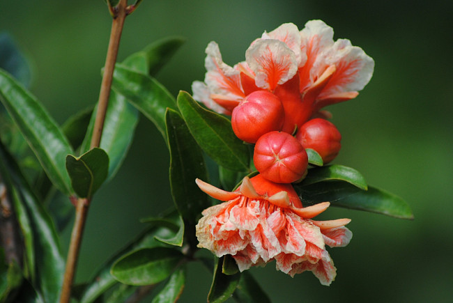 Обои картинки фото цветы, листья