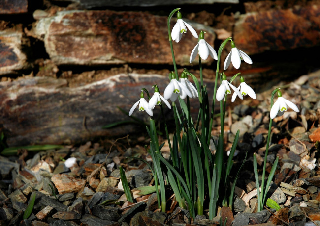 Обои картинки фото цветы, подснежники, белоцветник, белый, весенний