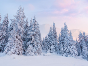 Картинка природа зима снег ели