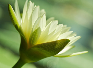 Картинка цветы лилии+водяные +нимфеи +кувшинки макро