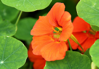 Картинка цветы настурции оранжевый