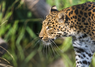 Картинка животные леопарды профиль