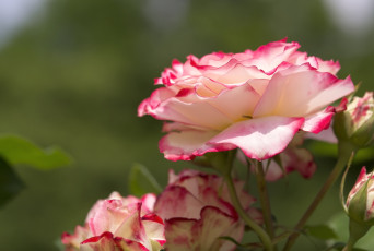 Картинка цветы розы лепестки