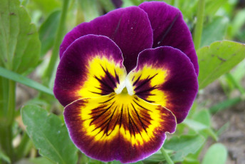 Картинка цветы анютины+глазки+садовые+фиалки глазки