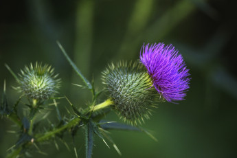 обоя цветы, Чертополох,  репейник, чертополох