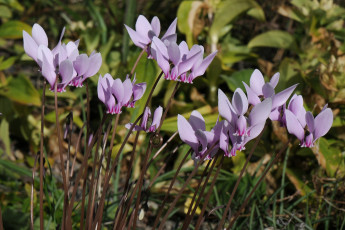 Картинка цветы цикламены розовый