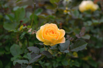 Картинка цветы розы желтый