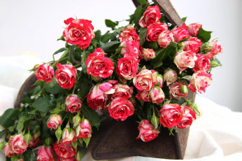 Картинка цветы розы пестрый