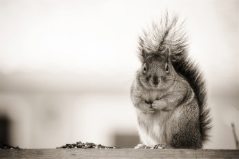 Картинка животные белки зверек