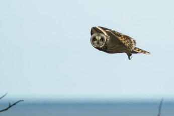 Картинка животные совы полет птица небо