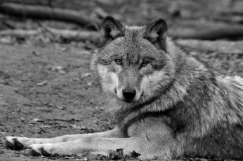 Картинка животные волки хищник