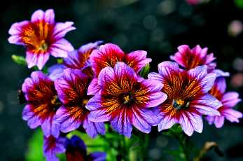 Картинка цветы сальпиглоссис яркий