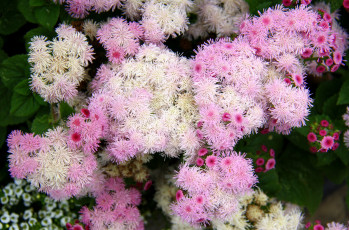 Картинка цветы агератум пушистики