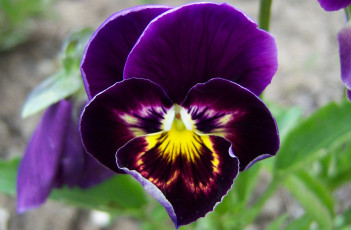 Картинка цветы анютины+глазки+садовые+фиалки глазки