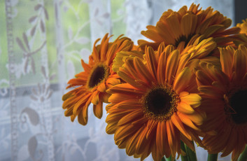 Картинка цветы герберы оранжевый