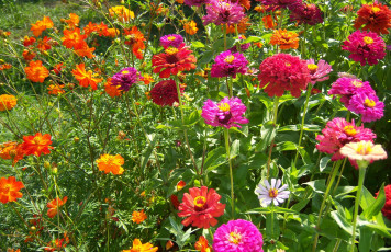 Картинка цветы разные+вместе разные