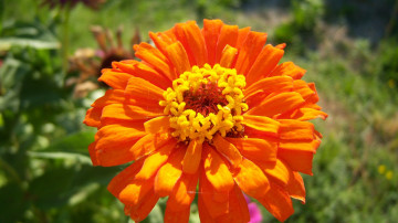 Картинка цветы цинния оранджевый