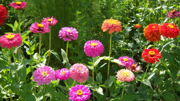 Картинка цветы цинния разноцветные