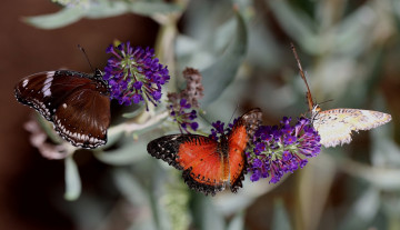 Картинка животные бабочки