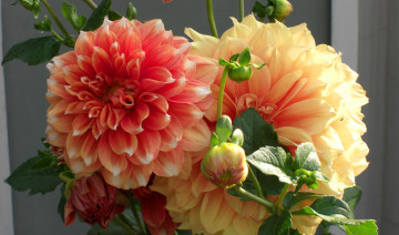 Картинка цветы георгины