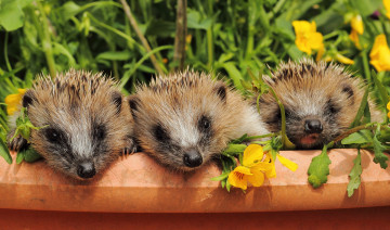 Картинка животные ежи ежики мордочки малыши