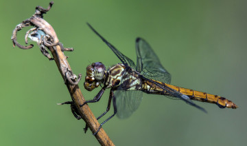 Картинка животные стрекозы стрекоза