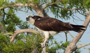 Картинка животные птицы+-+хищники ястреб ветка дерево