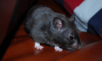 Картинка животные крысы +мыши крыса