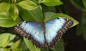 Картинка животные бабочки бабочка листья