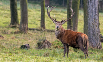 Картинка животные олени лес рога олень поляна