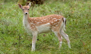 Картинка животные олени луг трава пятнистый олень