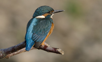 Картинка животные зимородки зимородок сучок