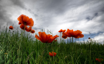 Картинка цветы маки поле