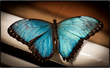 Картинка животные бабочки бабочка