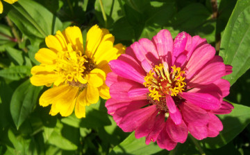 Картинка цветы цинния разные цинии