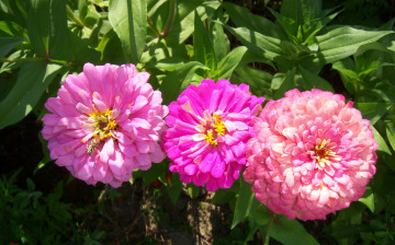 Картинка цветы цинния розовые