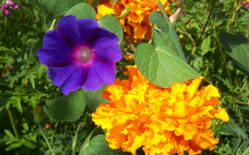 Картинка цветы разные+вместе два