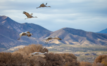 Картинка животные журавли полет стая