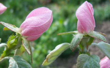 Картинка цветы айва