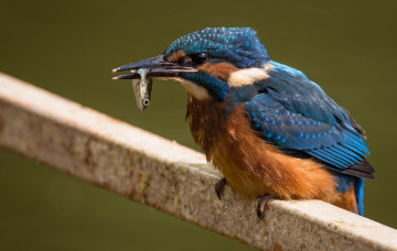 Картинка животные зимородки зимородок улов рыбка