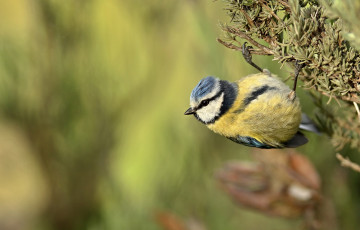 Картинка животные синицы +лазоревки птичка
