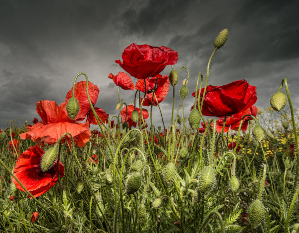 Обои картинки фото цветы, маки, поле