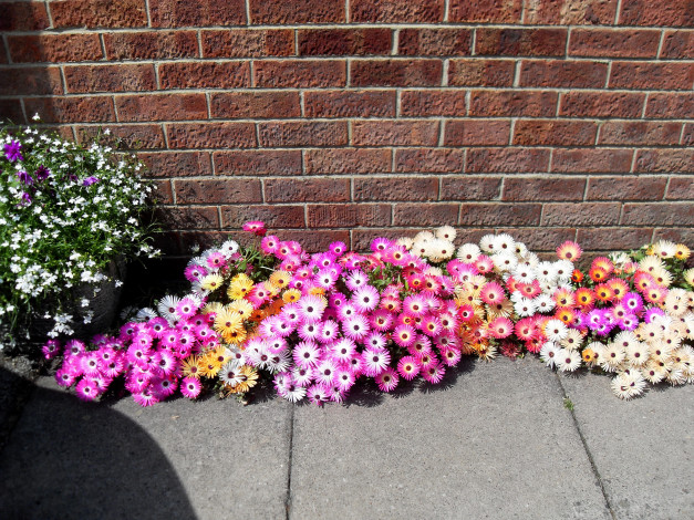 Обои картинки фото цветы, аизовые, ливингстон, ромашки, mesembryanthemum