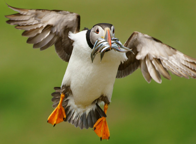 Обои картинки фото животные, тупики, добыча, рыба, птица