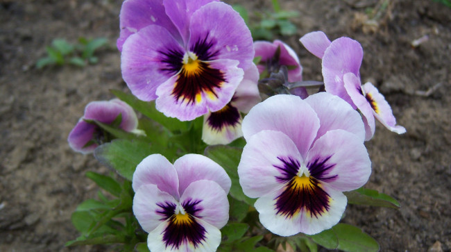 Обои картинки фото цветы, анютины глазки садовые фиалки, сиреневые