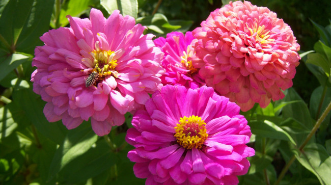 Обои картинки фото цветы, цинния, розовые