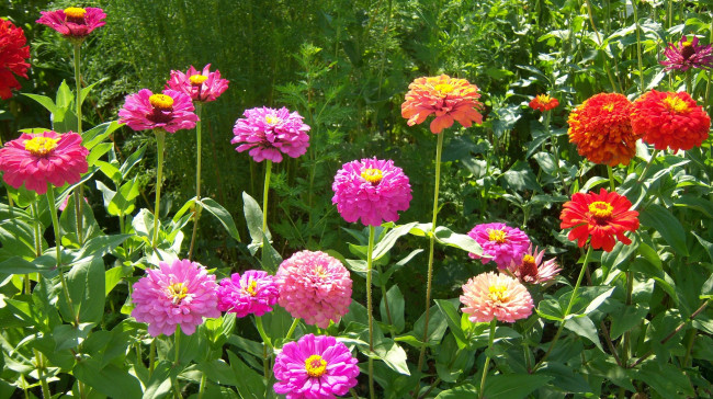 Обои картинки фото цветы, цинния, разноцветные